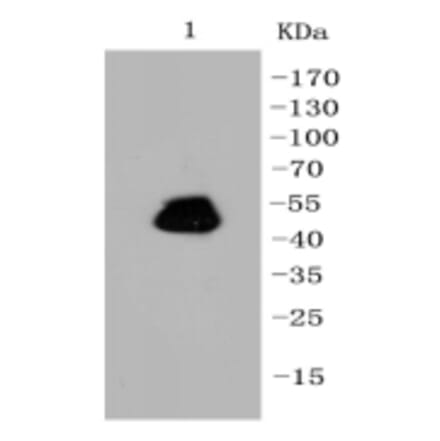Anti-GFAP Antibody from Bioworld Technology (BS9820M) - Antibodies.com
