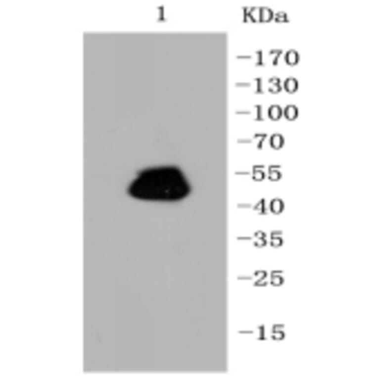 Anti-GFAP Antibody from Bioworld Technology (BS9820M) - Antibodies.com
