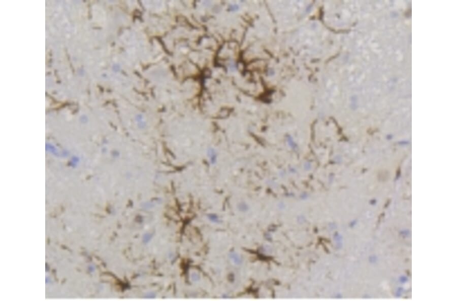Anti-GFAP Antibody from Bioworld Technology (BS9820M) - Antibodies.com