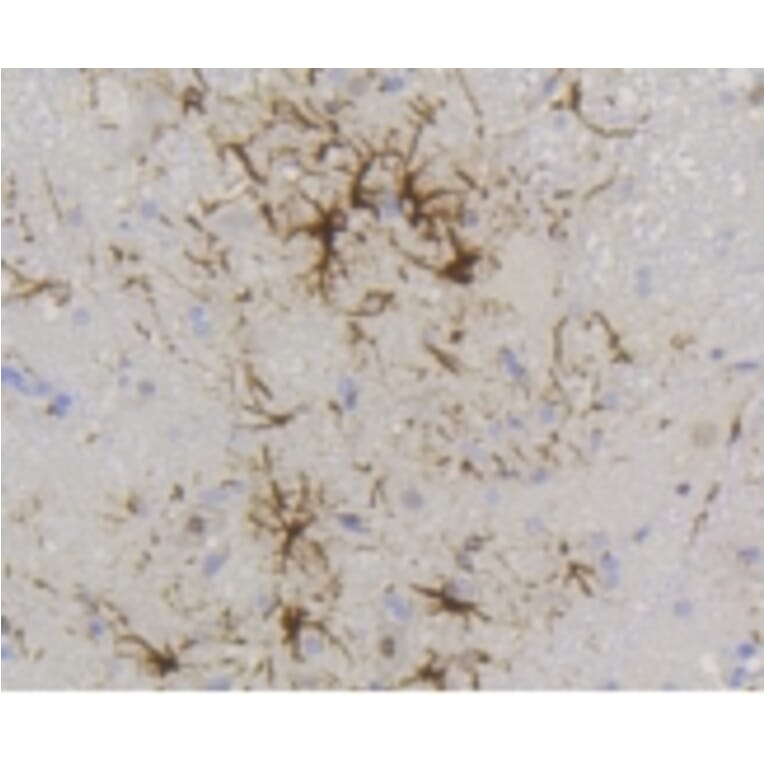 Anti-GFAP Antibody from Bioworld Technology (BS9820M) - Antibodies.com