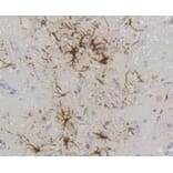 Anti-GFAP Antibody from Bioworld Technology (BS9820M) - Antibodies.com