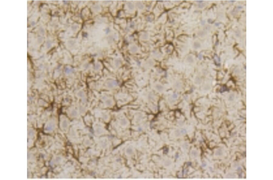 Anti-GFAP Antibody from Bioworld Technology (BS9820M) - Antibodies.com