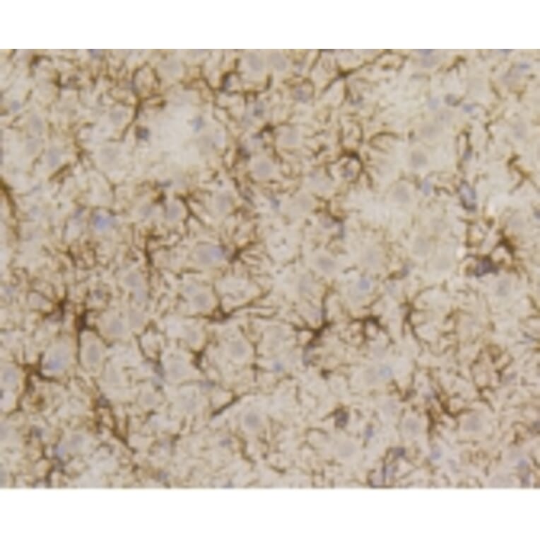 Anti-GFAP Antibody from Bioworld Technology (BS9820M) - Antibodies.com