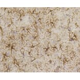 Anti-GFAP Antibody from Bioworld Technology (BS9820M) - Antibodies.com