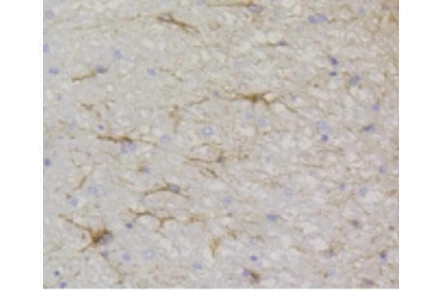Anti-GFAP Antibody from Bioworld Technology (BS9820M) - Antibodies.com