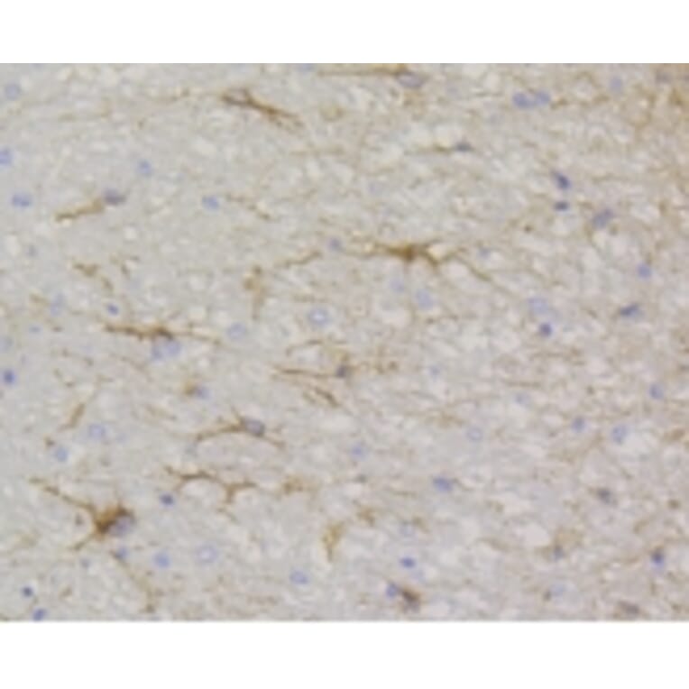 Anti-GFAP Antibody from Bioworld Technology (BS9820M) - Antibodies.com