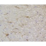 Anti-GFAP Antibody from Bioworld Technology (BS9820M) - Antibodies.com