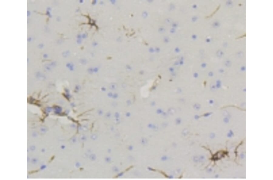 Anti-GFAP Antibody from Bioworld Technology (BS9820M) - Antibodies.com