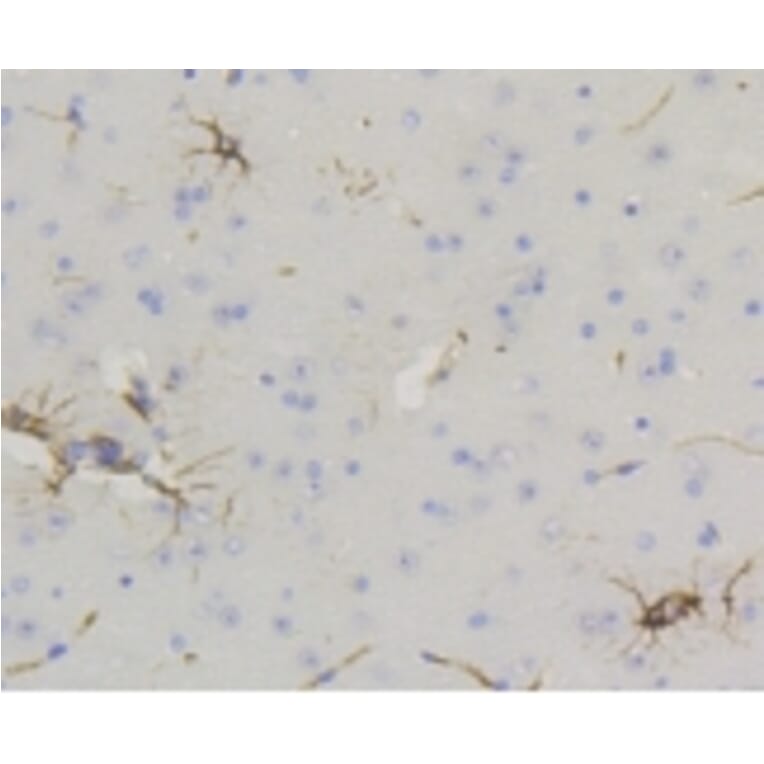 Anti-GFAP Antibody from Bioworld Technology (BS9820M) - Antibodies.com