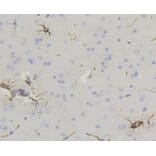 Anti-GFAP Antibody from Bioworld Technology (BS9820M) - Antibodies.com