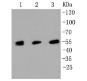Anti-MLKL Antibody from Bioworld Technology (BS9822M) - Antibodies.com