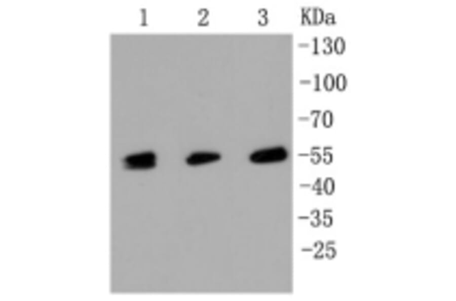 Anti-MLKL Antibody from Bioworld Technology (BS9822M) - Antibodies.com