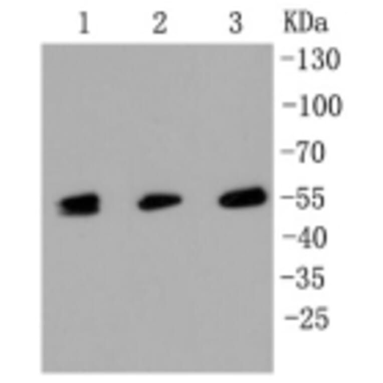 Anti-MLKL Antibody from Bioworld Technology (BS9822M) - Antibodies.com