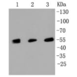 Anti-MLKL Antibody from Bioworld Technology (BS9822M) - Antibodies.com