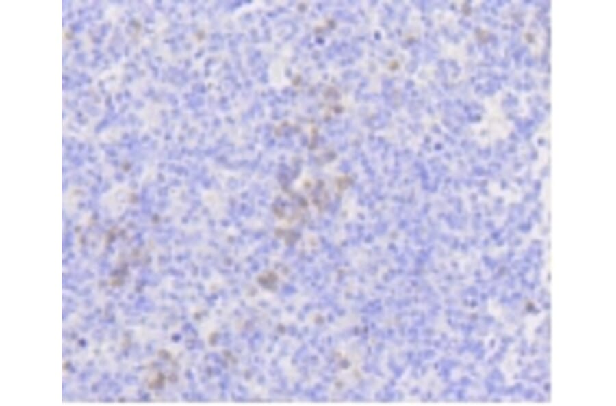 Anti-MLKL Antibody from Bioworld Technology (BS9822M) - Antibodies.com