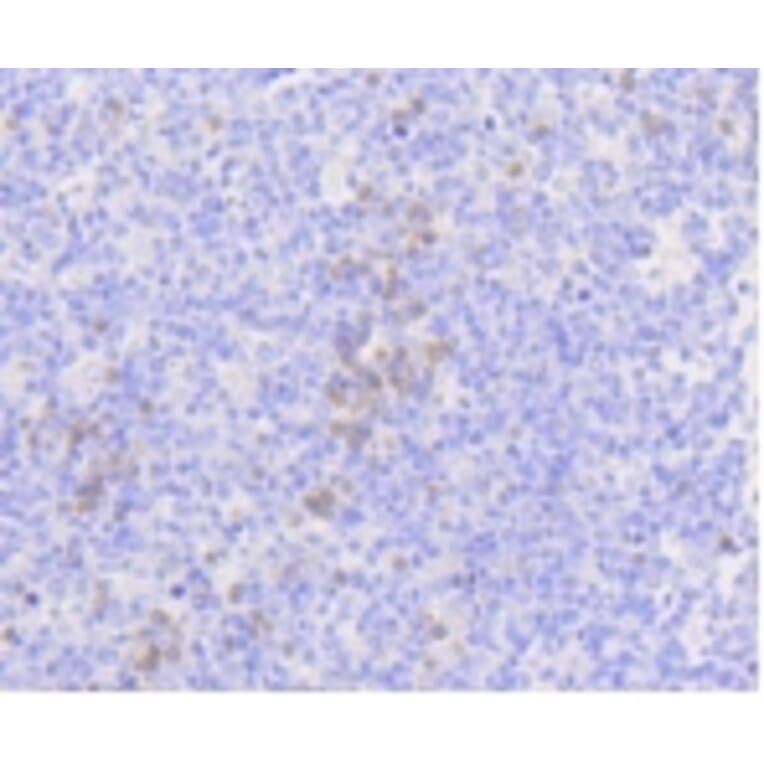 Anti-MLKL Antibody from Bioworld Technology (BS9822M) - Antibodies.com