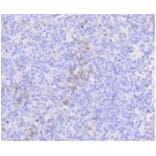 Anti-MLKL Antibody from Bioworld Technology (BS9822M) - Antibodies.com