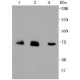 Anti-ALAS1 Antibody from Bioworld Technology (BS9823M) - Antibodies.com