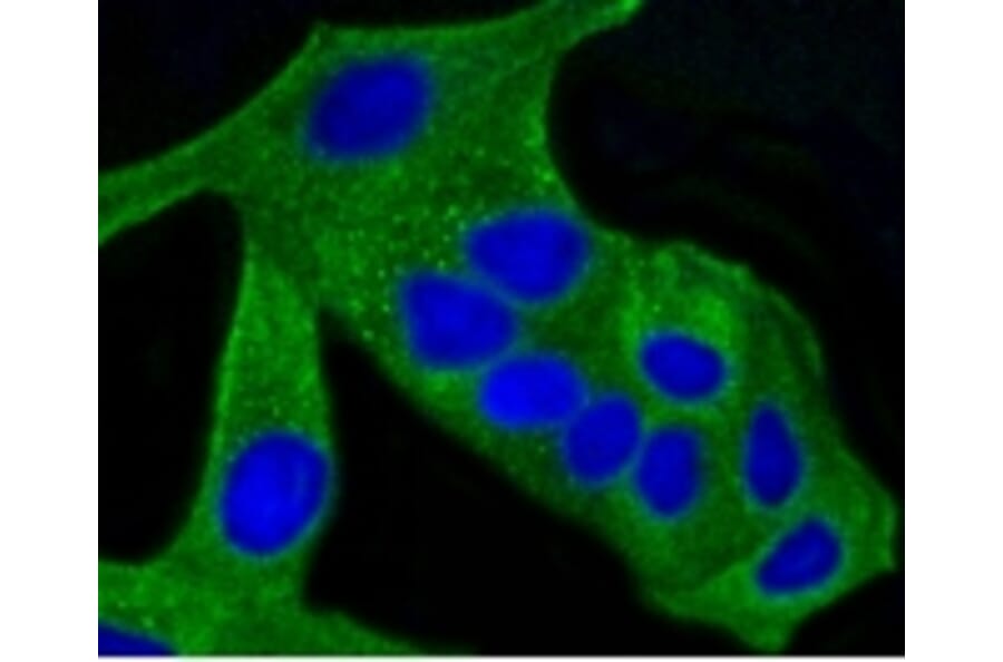 Anti-ALAS1 Antibody from Bioworld Technology (BS9823M) - Antibodies.com