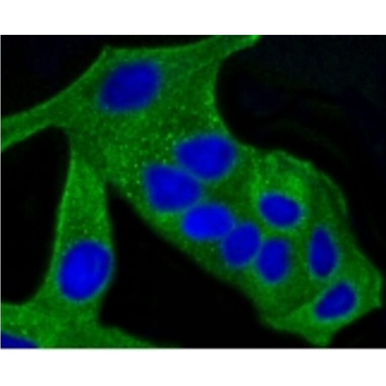 Anti-ALAS1 Antibody from Bioworld Technology (BS9823M) - Antibodies.com