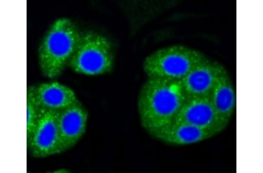 Anti-ALAS1 Antibody from Bioworld Technology (BS9823M) - Antibodies.com