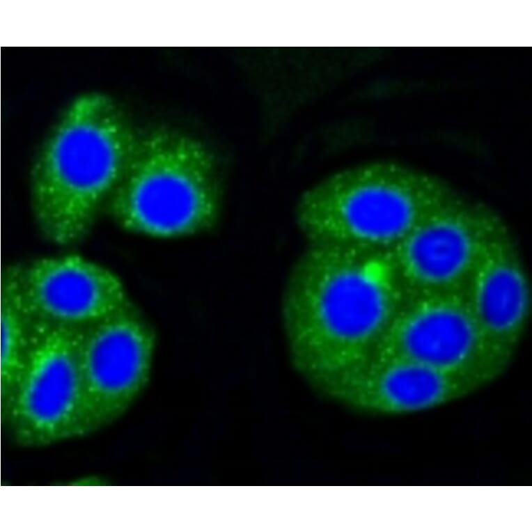 Anti-ALAS1 Antibody from Bioworld Technology (BS9823M) - Antibodies.com