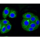 Anti-ALAS1 Antibody from Bioworld Technology (BS9823M) - Antibodies.com