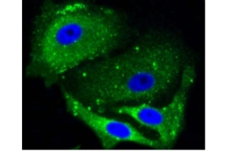 Anti-ALAS1 Antibody from Bioworld Technology (BS9823M) - Antibodies.com