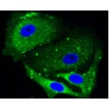 Anti-ALAS1 Antibody from Bioworld Technology (BS9823M) - Antibodies.com