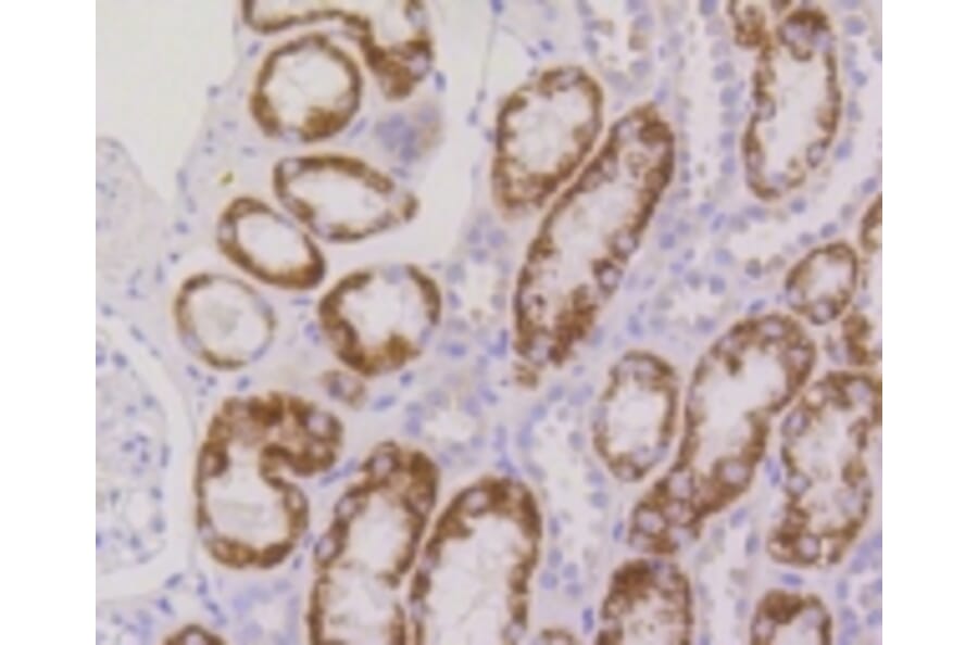 Anti-RPS3 Antibody from Bioworld Technology (BS9824M) - Antibodies.com