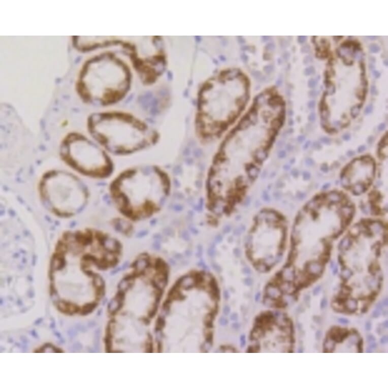 Anti-RPS3 Antibody from Bioworld Technology (BS9824M) - Antibodies.com