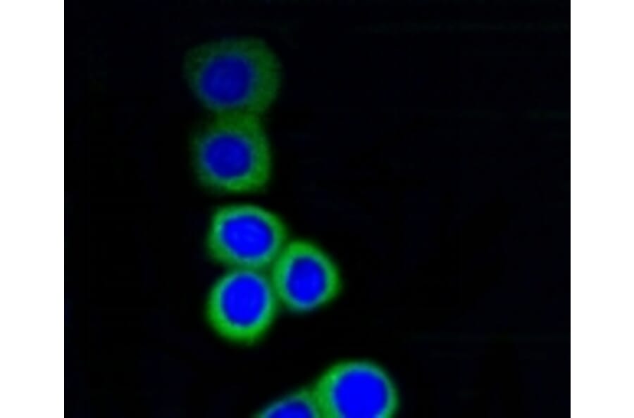 Anti-RPS3 Antibody from Bioworld Technology (BS9824M) - Antibodies.com