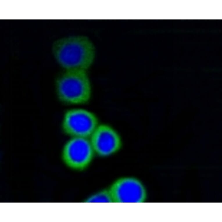 Anti-RPS3 Antibody from Bioworld Technology (BS9824M) - Antibodies.com