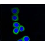Anti-RPS3 Antibody from Bioworld Technology (BS9824M) - Antibodies.com