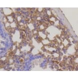 Anti-RPS3 Antibody from Bioworld Technology (BS9824M) - Antibodies.com