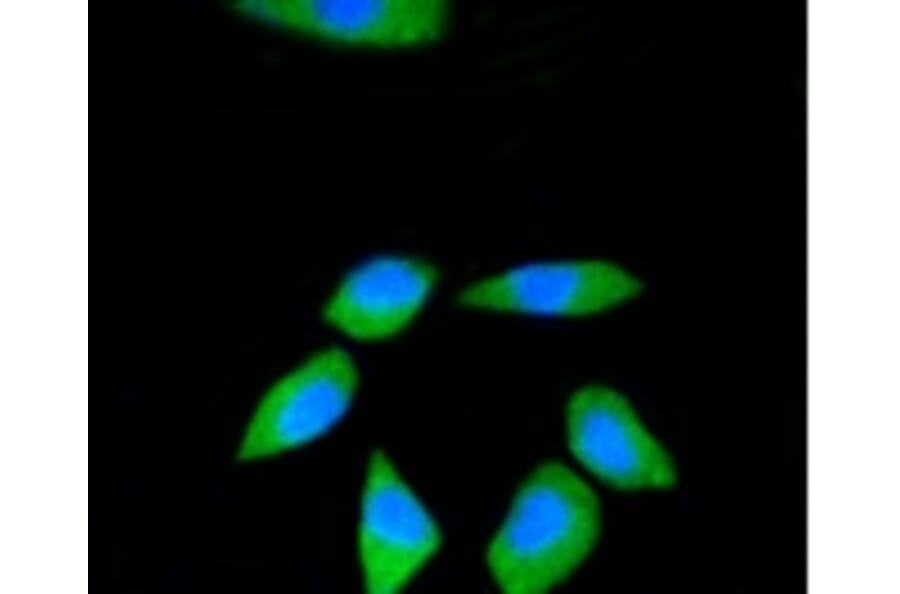 Anti-RPS3 Antibody from Bioworld Technology (BS9824M) - Antibodies.com