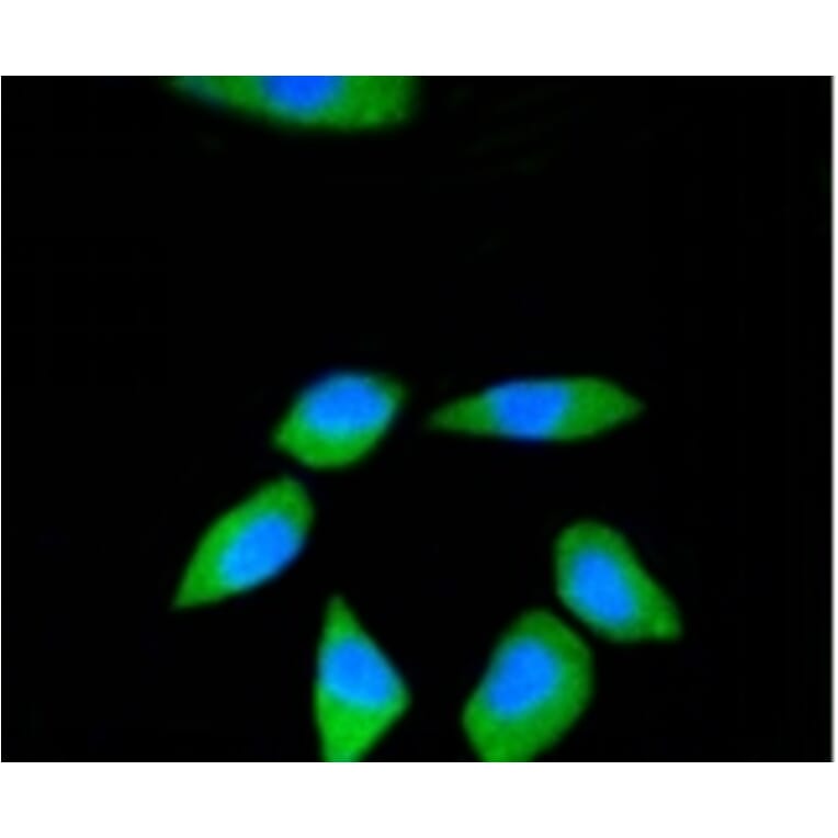 Anti-RPS3 Antibody from Bioworld Technology (BS9824M) - Antibodies.com