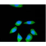 Anti-RPS3 Antibody from Bioworld Technology (BS9824M) - Antibodies.com