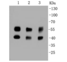 Anti-JNK1/2/3 Antibody from Bioworld Technology (BS9825M) - Antibodies.com