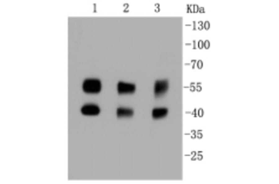 Anti-JNK1/2/3 Antibody from Bioworld Technology (BS9825M) - Antibodies.com