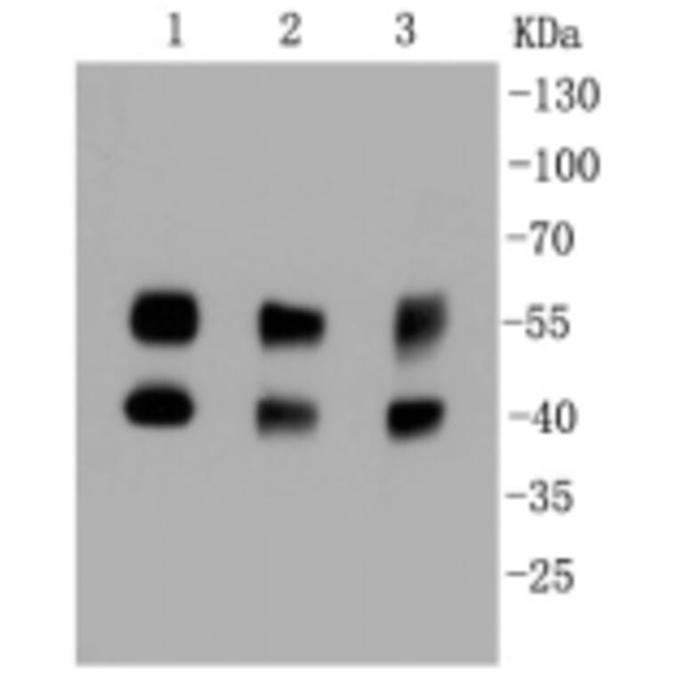 Anti-JNK1/2/3 Antibody from Bioworld Technology (BS9825M) - Antibodies.com