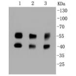 Anti-JNK1/2/3 Antibody from Bioworld Technology (BS9825M) - Antibodies.com