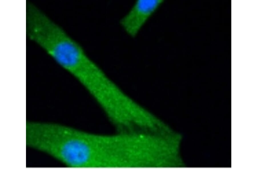 Anti-JNK1/2/3 Antibody from Bioworld Technology (BS9825M) - Antibodies.com