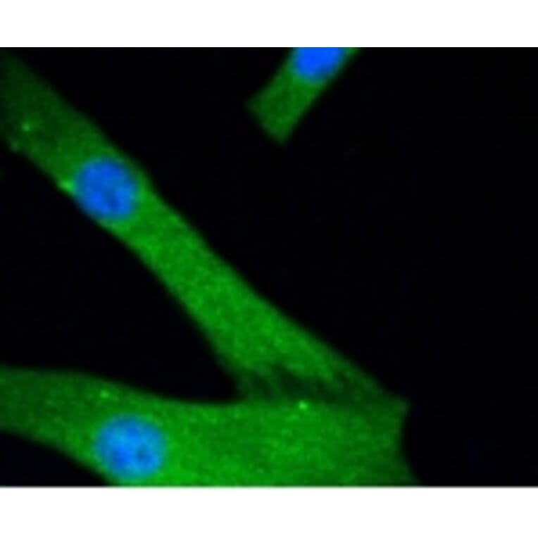 Anti-JNK1/2/3 Antibody from Bioworld Technology (BS9825M) - Antibodies.com