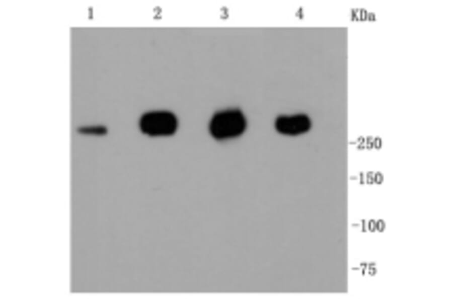 Anti-Filamin 1 Antibody from Bioworld Technology (BS9826M) - Antibodies.com