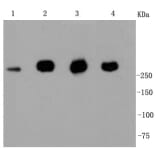 Anti-Filamin 1 Antibody from Bioworld Technology (BS9826M) - Antibodies.com
