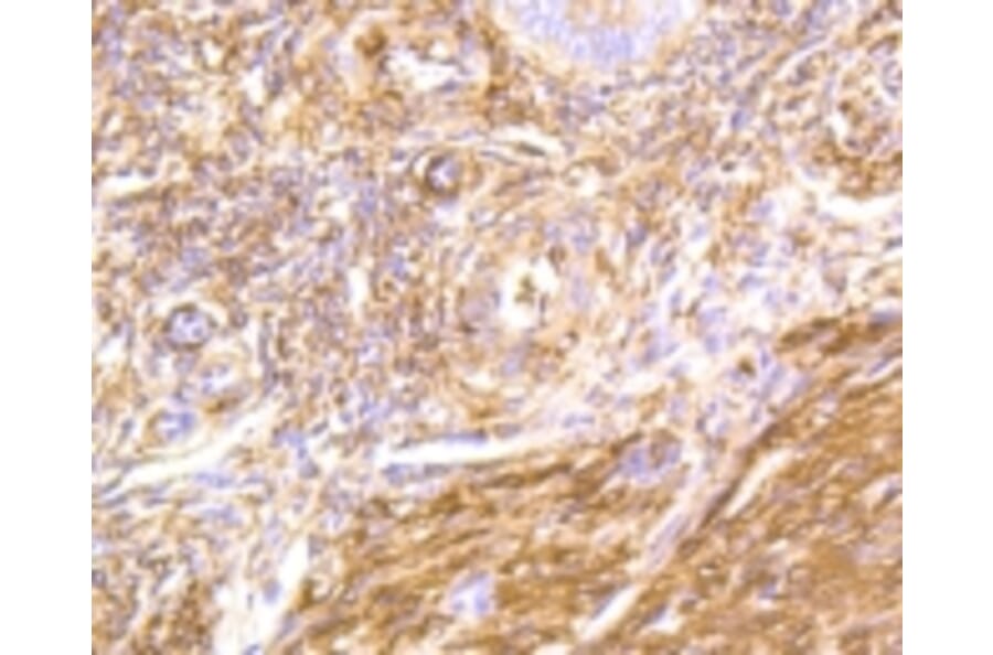 Anti-Filamin 1 Antibody from Bioworld Technology (BS9826M) - Antibodies.com