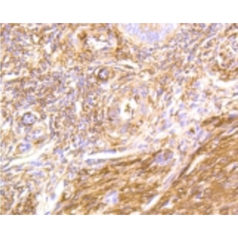 Anti-Filamin 1 Antibody from Bioworld Technology (BS9826M) - Antibodies.com