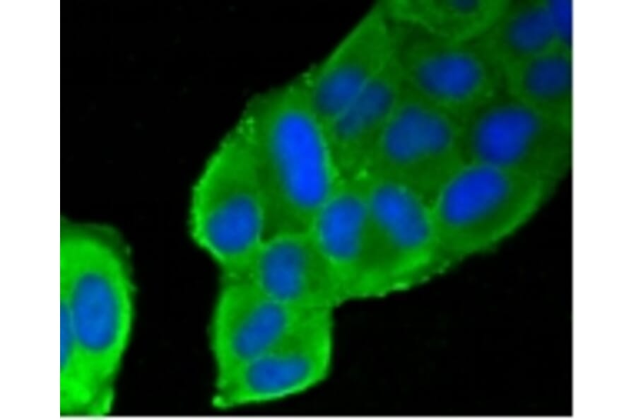 Anti-Filamin 1 Antibody from Bioworld Technology (BS9826M) - Antibodies.com