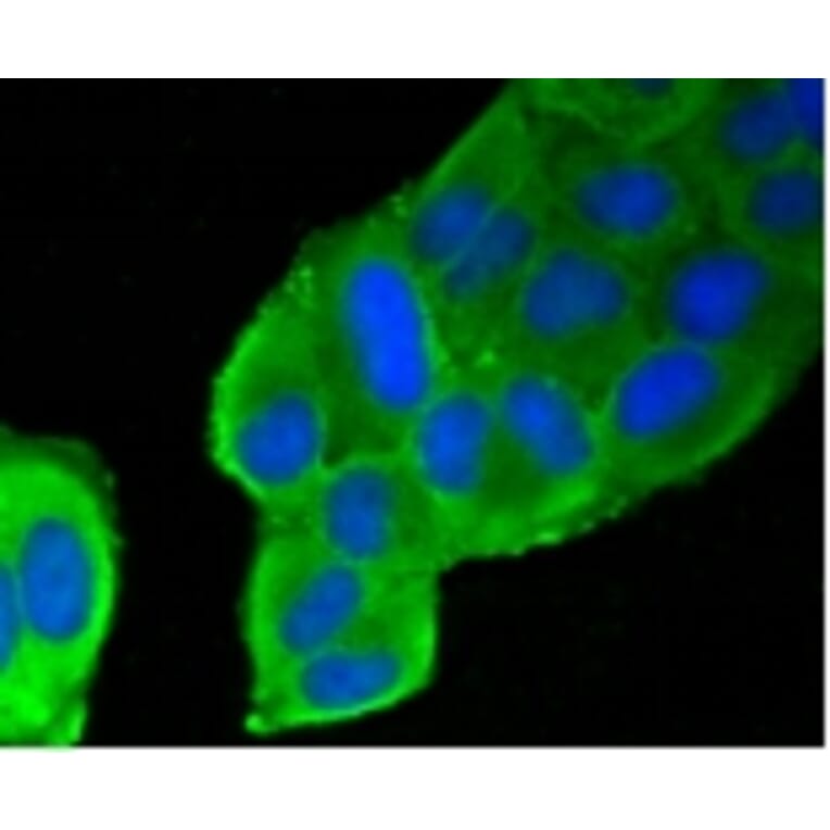 Anti-Filamin 1 Antibody from Bioworld Technology (BS9826M) - Antibodies.com